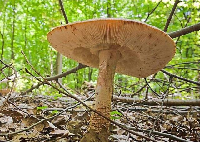 世界上最大的蘑菇,占地面积900万平方米,树木因它受害!