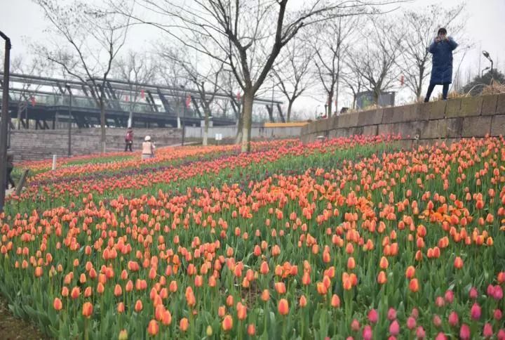 金华最美花季已经拉开序幕 3月花海时间表 请收好 腾讯新闻