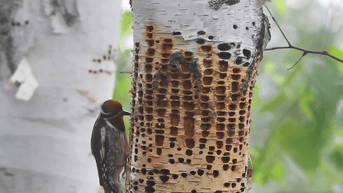 除了果实,树汁,蚁虫等,啄木鸟的菜单还包括鸟类幼崽.