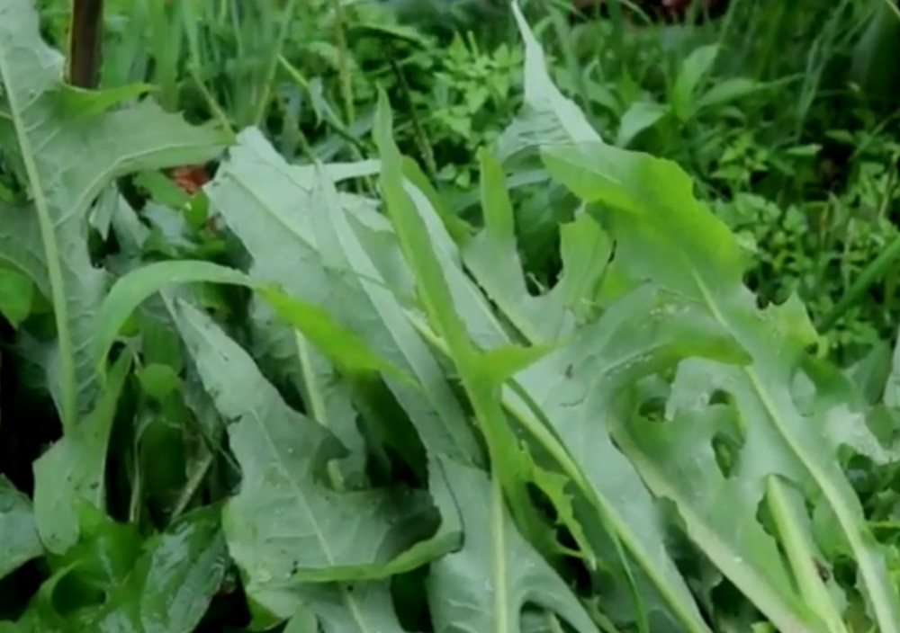 农村这种野菜,曾经被称为"穷人菜,现在却十分受人欢迎!