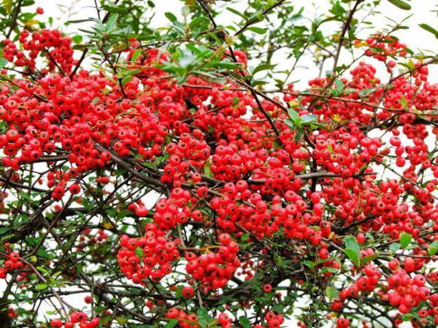 农村这种红果果,人称"救命粮",能泡酒防癌,男性吃了大有好处