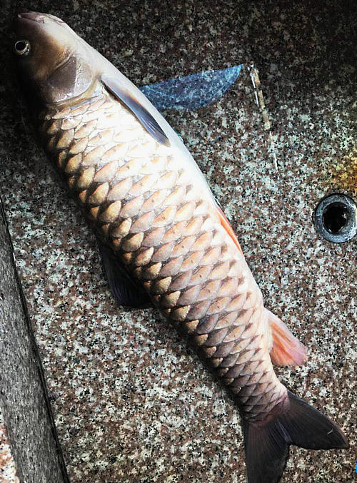 水库"坚鱼"大量出没,疯狂捕食家鱼,村民头疼