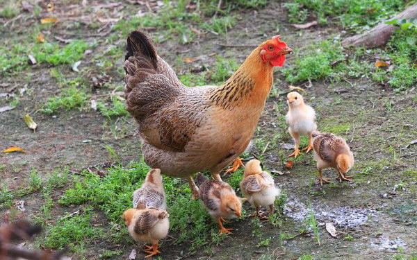 在抢走母鸡的本职工作后,如何利用鸡蛋孵化出小鸡?遇生机如是说
