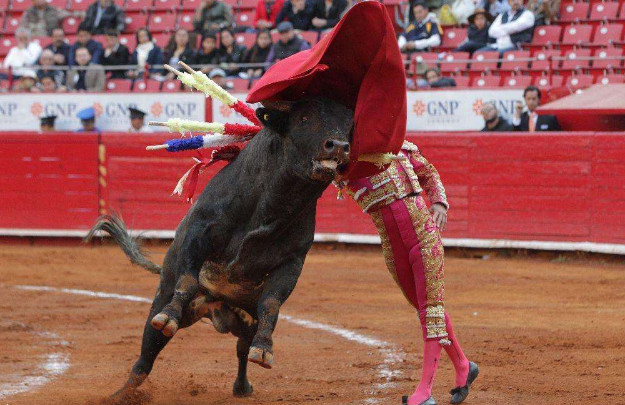 斗牛的时候为什么公牛看到红色的布就会去进攻答案没那么简单