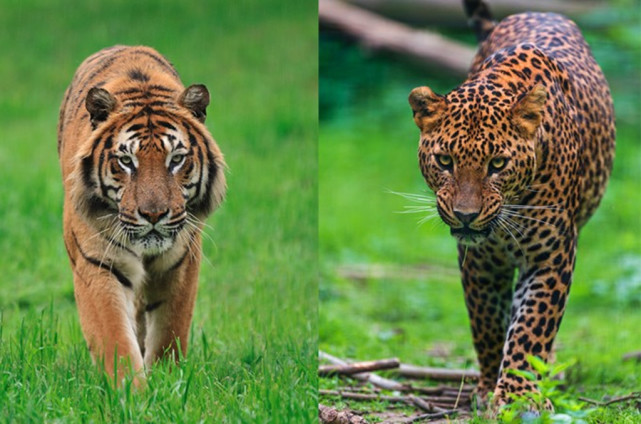 豹子和老虎谁更强?花豹惨遭老虎锁喉击杀,体型