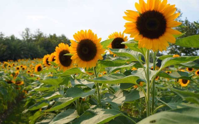 种植向日葵 做好这几点 长出来的向日葵个头大又高产 向日葵