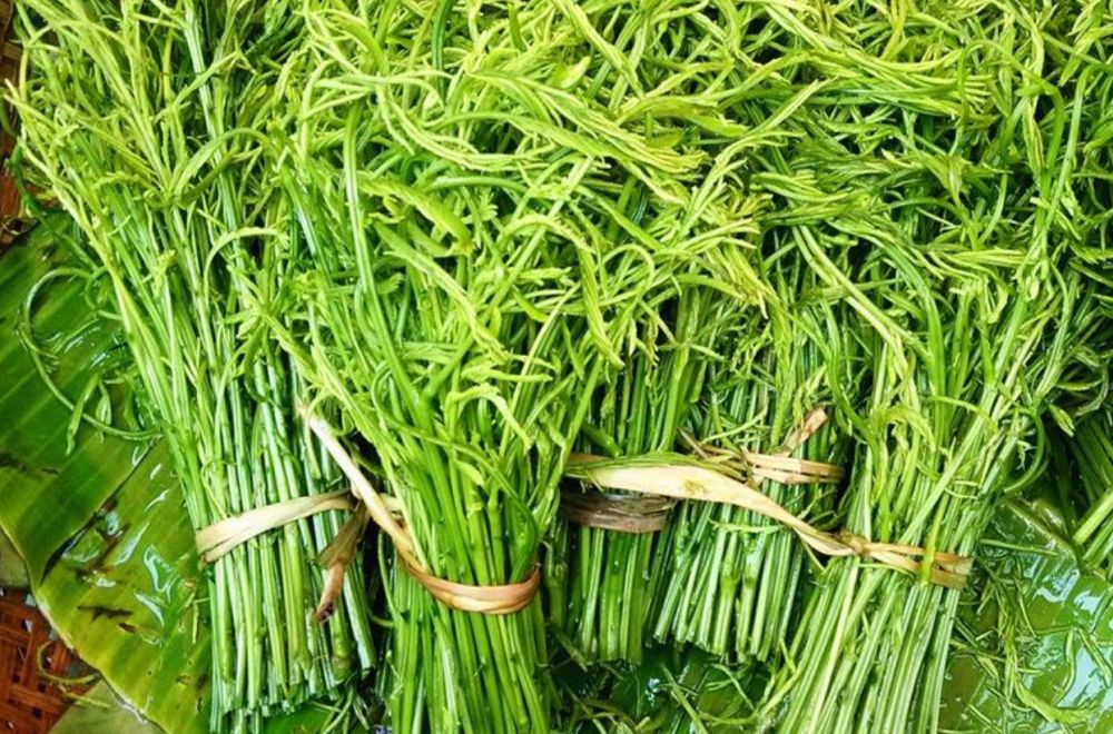 这植物被人叫"臭菜",味道难闻还有人吃,市面得90元一斤_腾讯新闻