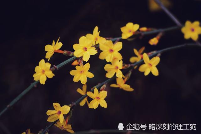 迎春花的美 你要这么拍 3月9日济南百花公园