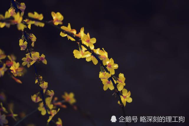 迎春花的美 你要这么拍 3月9日济南百花公园