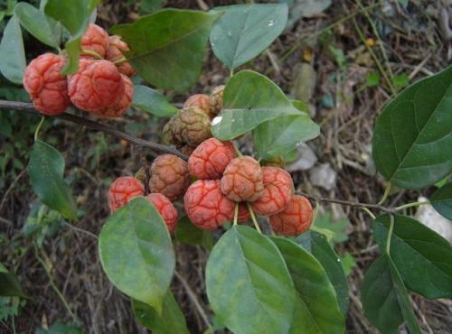 这树的果实像荔枝,古代用它给黄袍染色,人称帝王木,如今卖天价