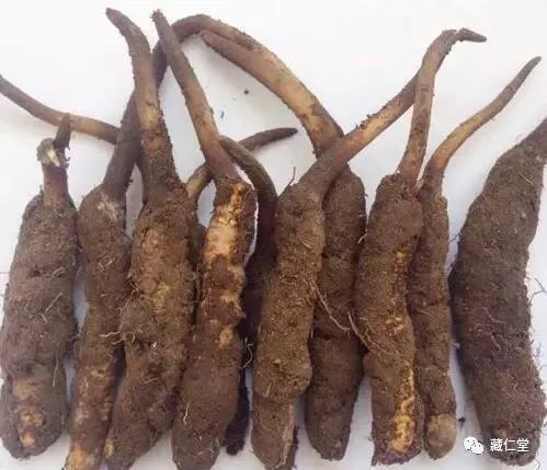 新鲜虫草怎样保存 新鲜冬虫夏草怎么保存 鲜冬