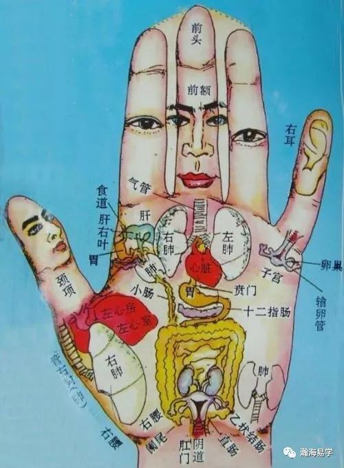 的 86 个经穴和 224个奇穴,手部集中了与体内所有器官均有关系的穴位
