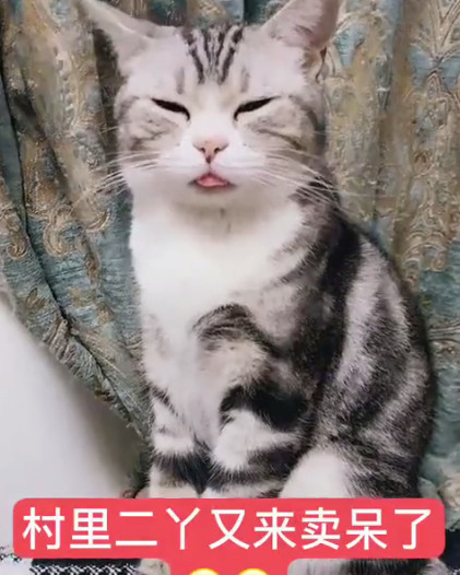 猫咪吐舌头装可爱,看到它的"丹凤眼"网友笑出了声