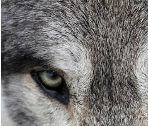 心理学:第一眼你认为哪一只眼是狼眼?测出你有多大的野心!