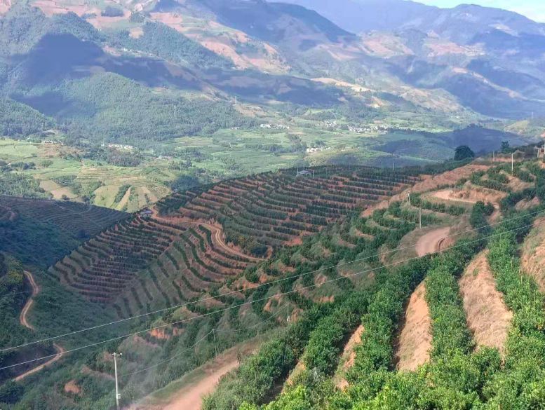 水汪汪的小鲜肉,柑橘家族颜值担当