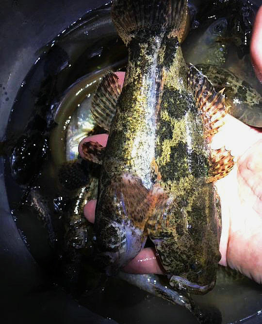 外来物种?水塘里出现"凶猛"锯齿鱼,像鳜鱼又像鲈鱼