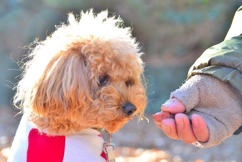 唯有真正把你当作主人,泰迪才会有这5个表现,