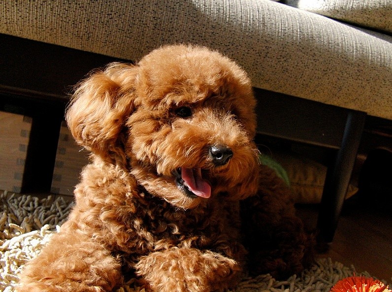 唯有真正把你当作主人,泰迪才会有这5个表现,