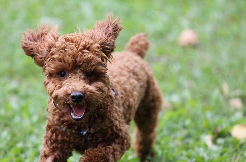 唯有真正把你当作主人,泰迪才会有这5个表现,