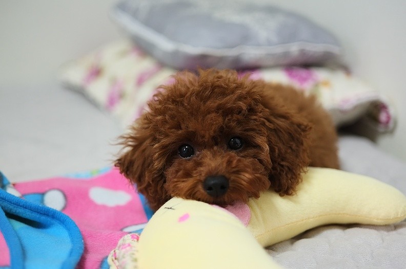 唯有真正把你当作主人,泰迪才会有这5个表现,