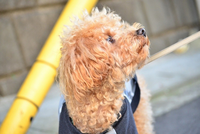 唯有真正把你当作主人,泰迪才会有这5个表现,