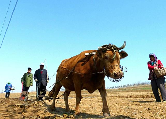 春耕靠手,犁头作为翻地的利器肯定是首选用具,准备一把好犁头对翻地能