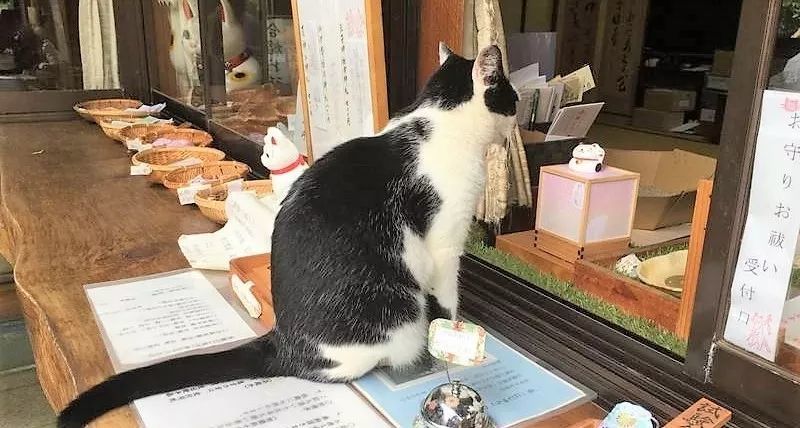 久等了猫奴们 九州这家 猫神 神社 让全日本的猫奴不淡定了 腾讯新闻