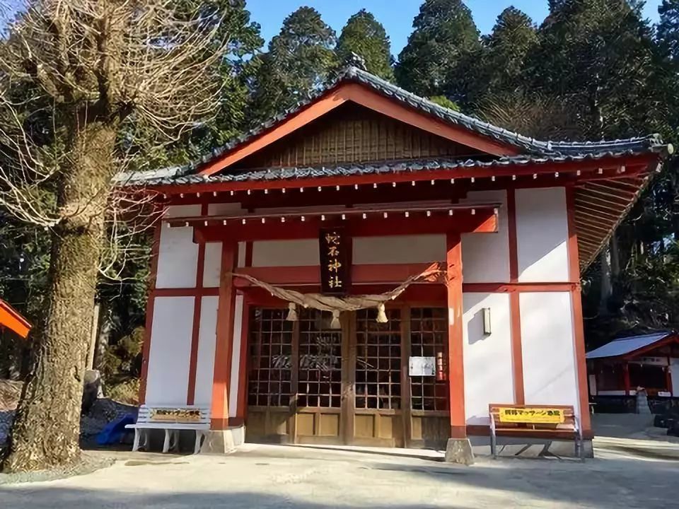 久等了猫奴们 九州这家 猫神 神社 让全日本的猫奴不淡定了 腾讯新闻