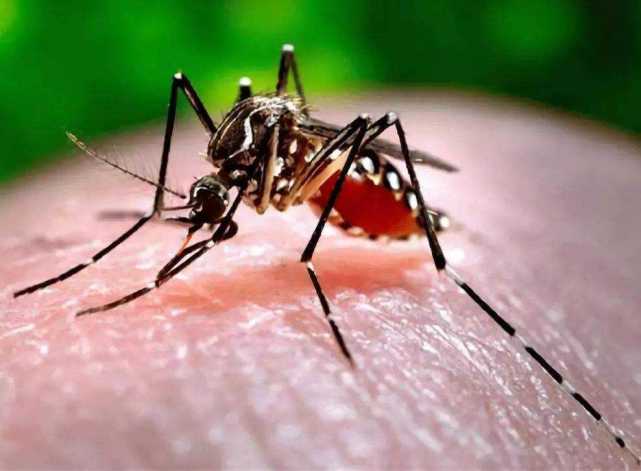 本想用蚊子消灭蚊子结果却造出超级蚊子灭蚊咋就那么难