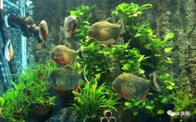 水虎鱼造景缸,你会喜欢吗?