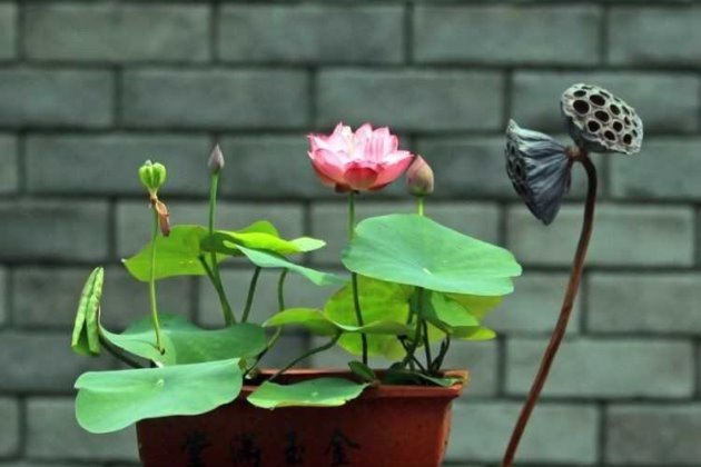 重庆水生植物