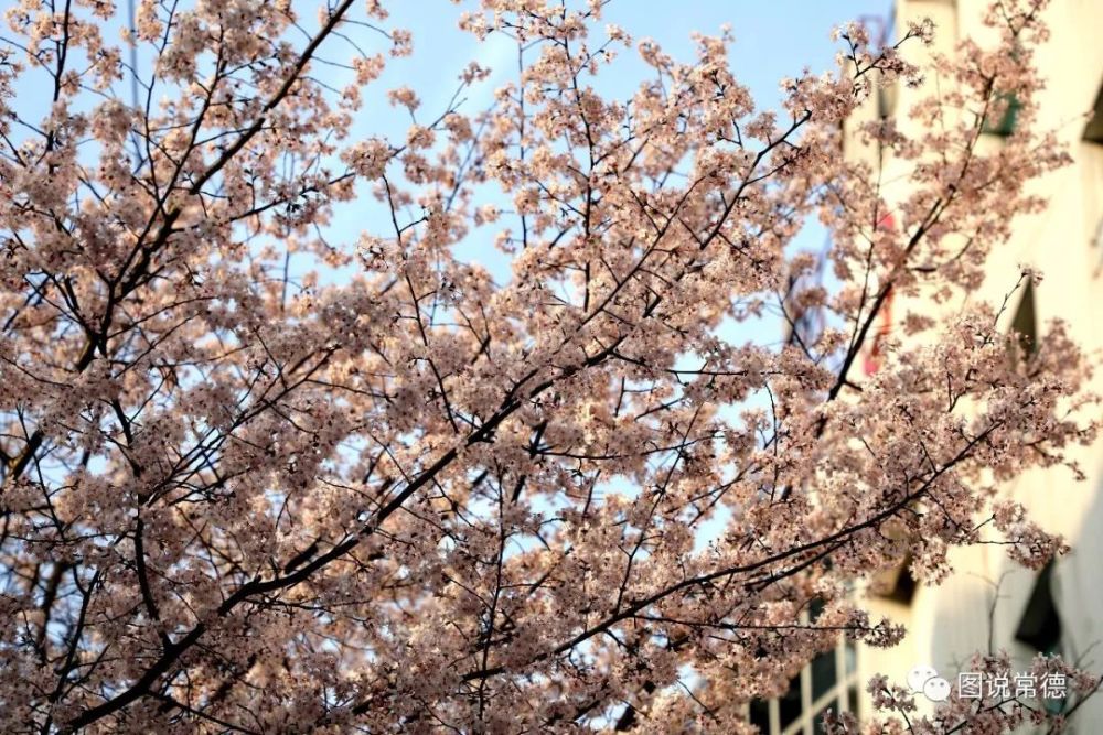 樱花开了——常德人家乡的高山街吊炸天