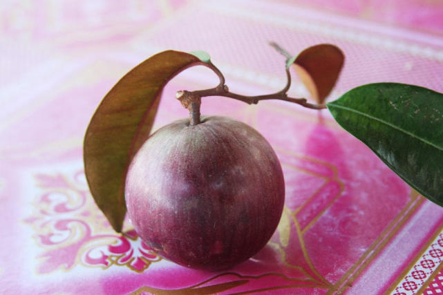 星苹果(cchzpro准星苹果) - 0415花卉网