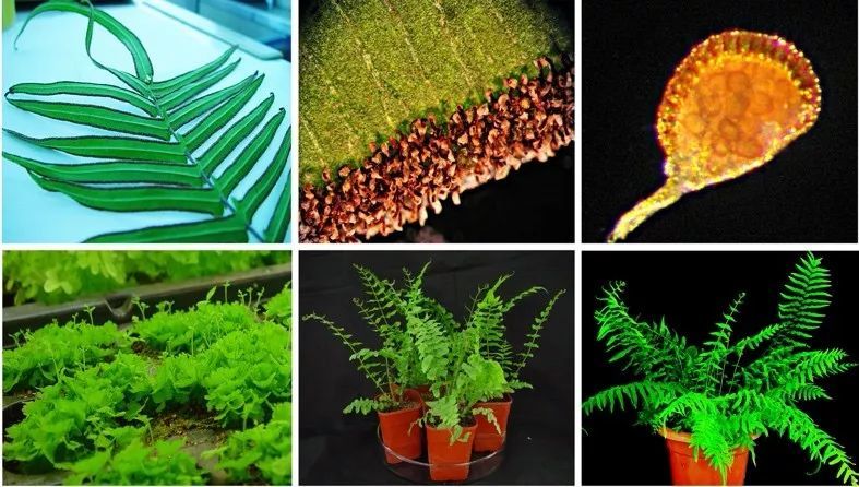 土壤砷污染,怎么办?种它试试吧