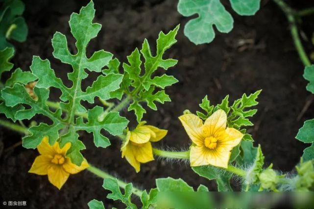 西瓜人工授粉4大关键技术 把握最佳授粉时间 植株 西瓜 昆虫 肥料