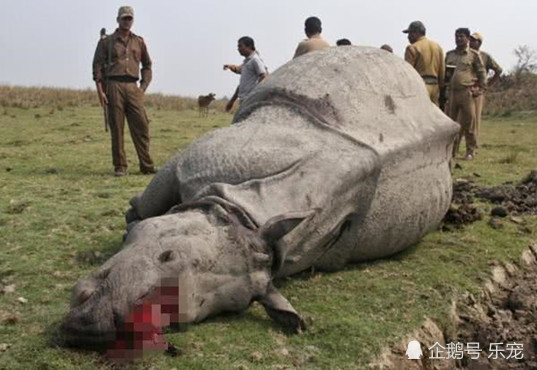 夜晚传来三声枪响,工作人员火速赶到现场,看了一眼后急忙报警