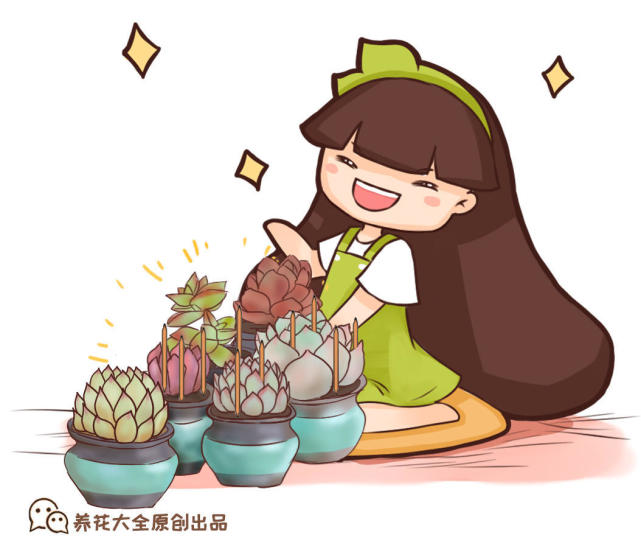 养多肉用这个小技巧简单好学又实用不愁养不活