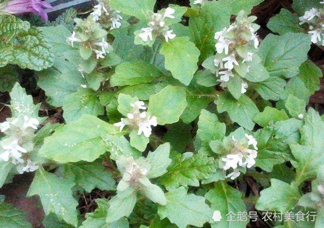 野外这种植物人称"散瘀草"开春长得最旺盛,活血化瘀特别好