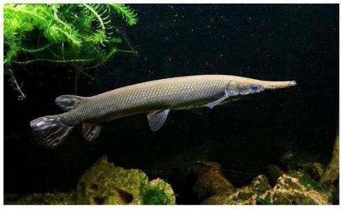 "鳄嘴鱼"进食快如闪电,速度可达42毫秒