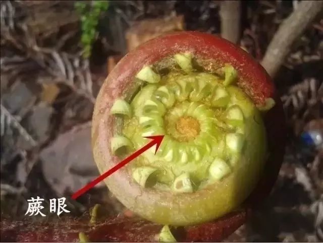 合理的烹调能够有效减少原蕨苷的含量,降低危害.