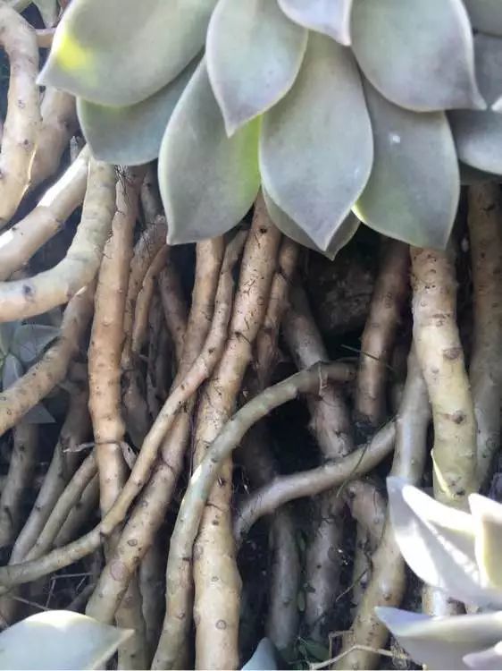 4种农村常见多肉 便宜又好养 一养几十年 腾讯新闻