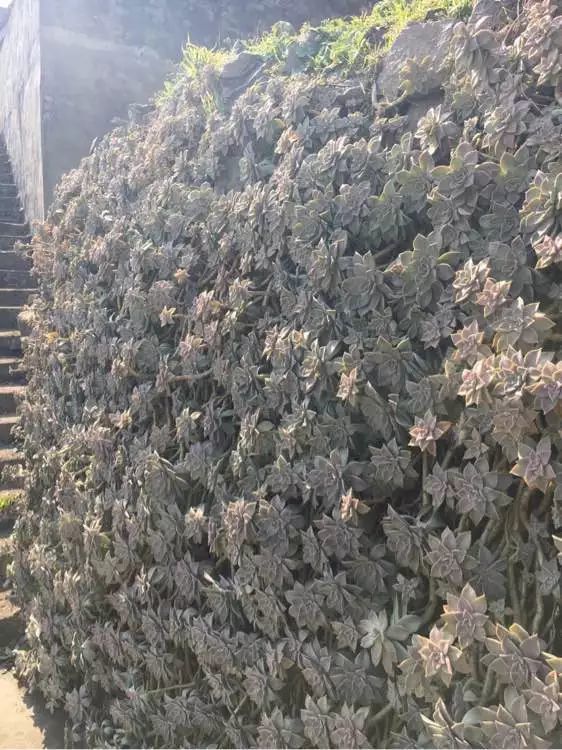 4种农村常见多肉 便宜又好养 一养几十年 腾讯新闻