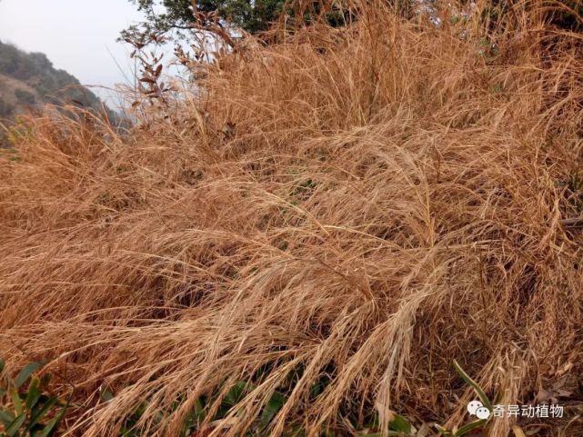 有一种野草 它的根部是以前用来制作刷锅洗碗的工具 看看你见过吗