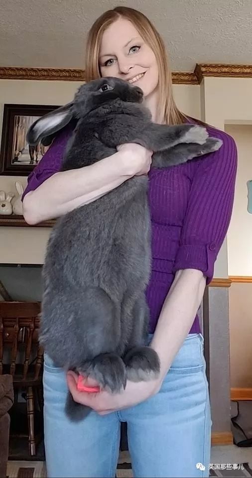 深灰色的名叫alfred,是个精神的小伙子:褐色的名叫amelia,是一个爱美