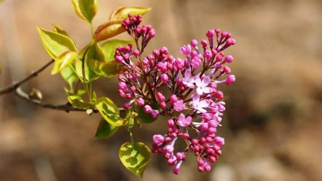 十首優美的丁香花古詩詞賞析