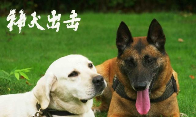 萌宠喜剧电影《神犬出击》定档3月9日爱奇艺独播热映