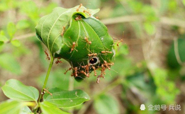 丛林中无处不在的黄掠蚁