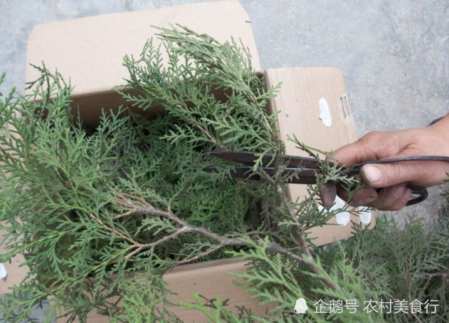 柏树叶煎水后洗头,白发变黑发,老辈人曾把它当"洗发水"