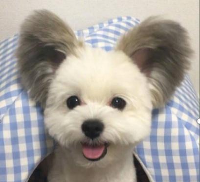 一只马尔济斯和蝴蝶犬的混血犬,标志性的米奇