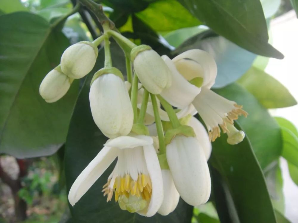 柚 见花开 香满平和 腾讯新闻